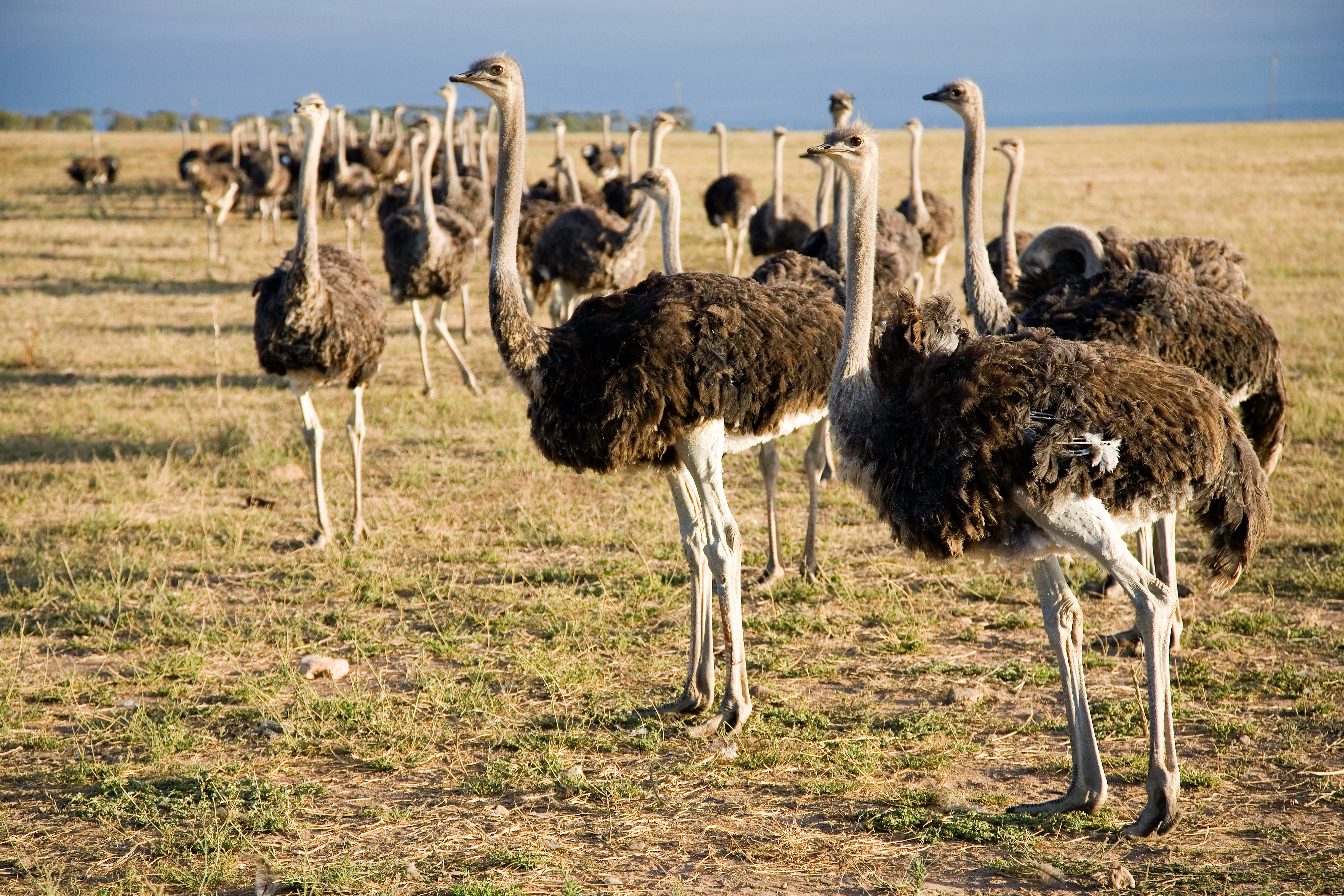 https://d3r8gwkgo0io6y.cloudfront.net/upload/ostrich farm 2.jpg